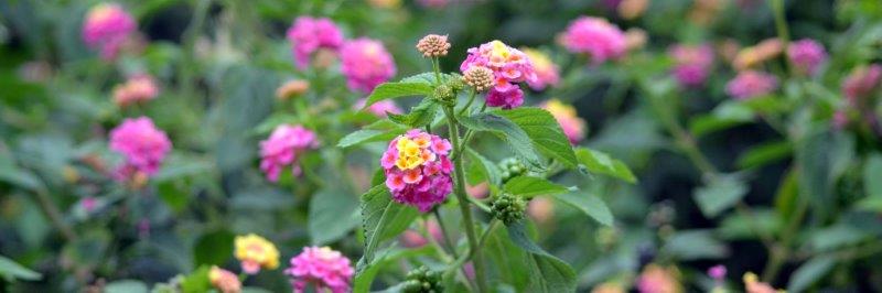 Cariaquito o Lantana bandera española