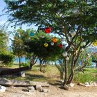 Caribbean Christmas Tree