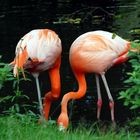 Caribbean Flamingo