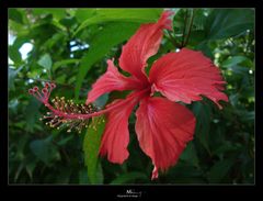 Caribbean flowers 2