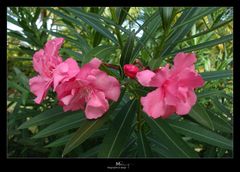 Caribbean flowers 3