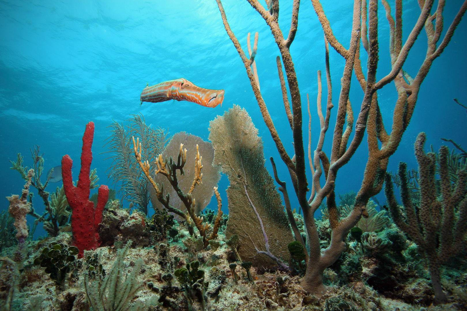 Caribbean Reef Life