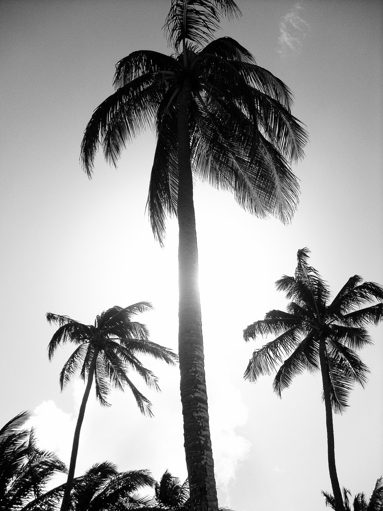 caribe palm`s