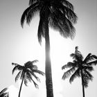 caribe palm`s