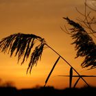 Caribean Sunset am Rotter See