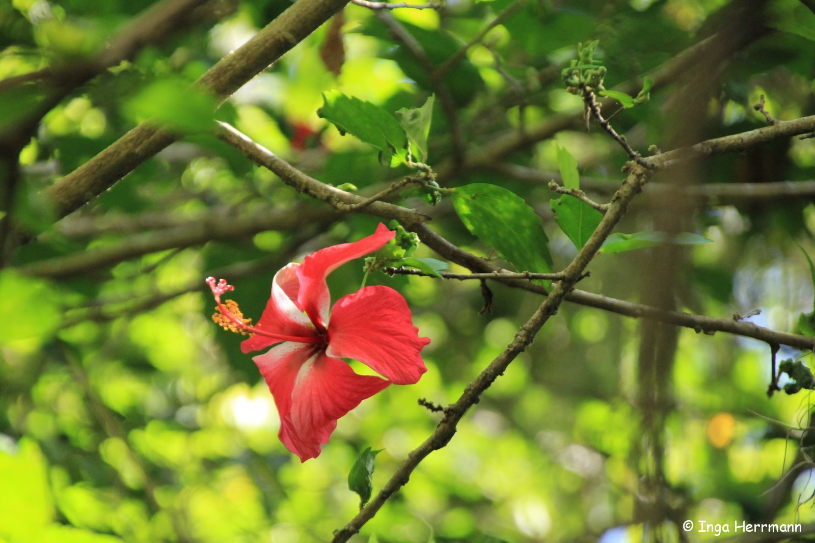 Caribic Flowers