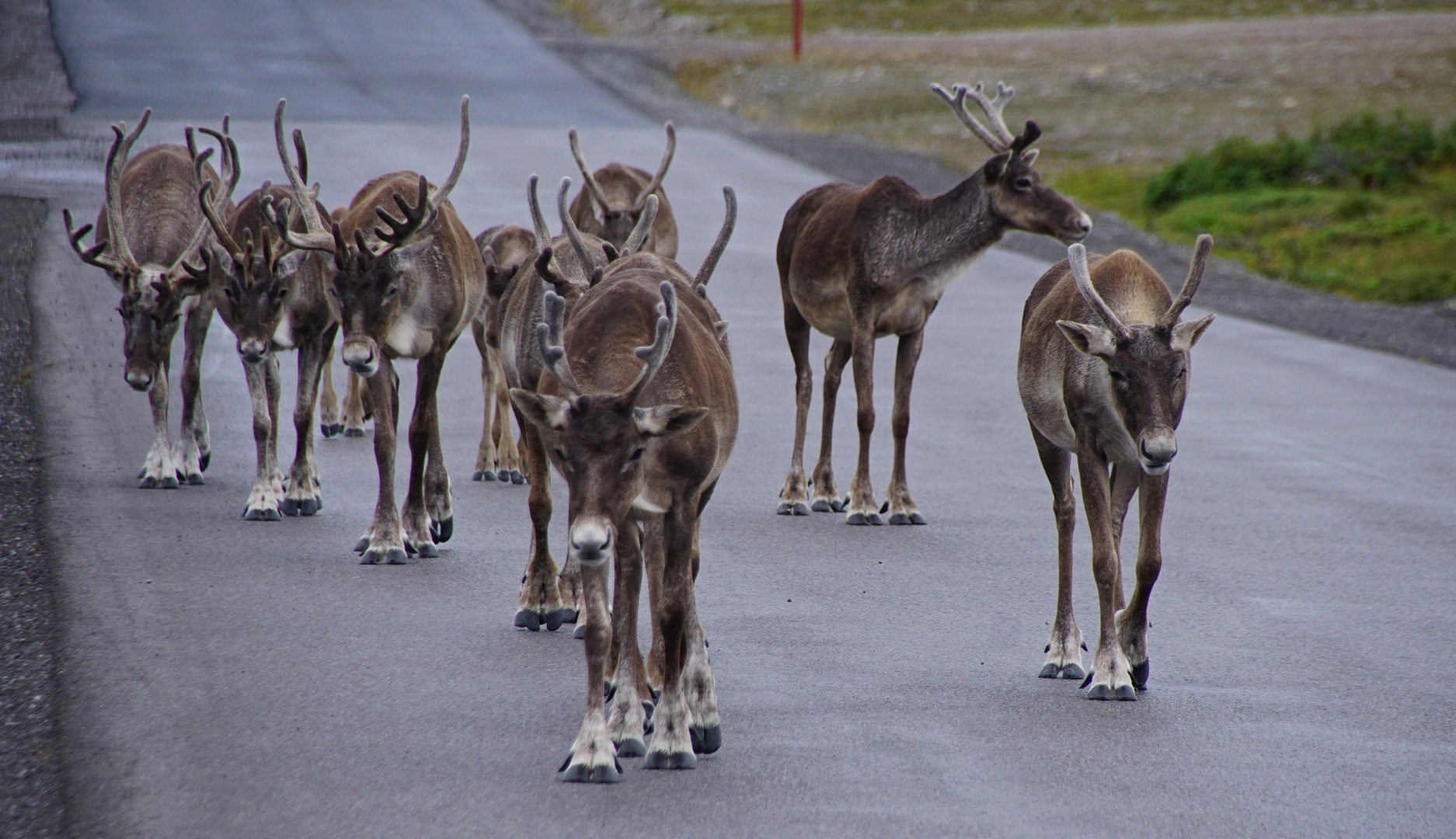 Caribou