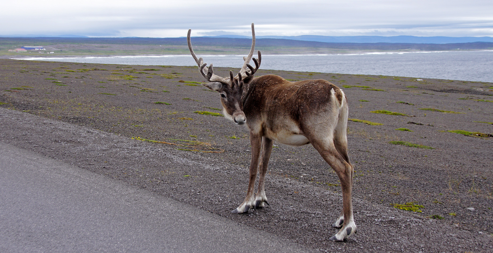 Caribou