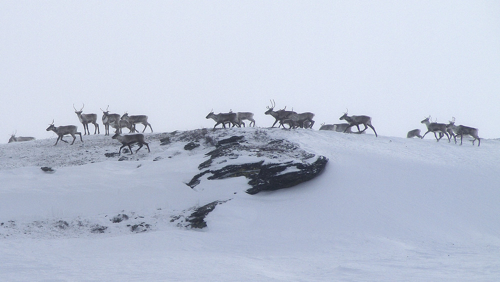 Caribou