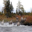 Caribou