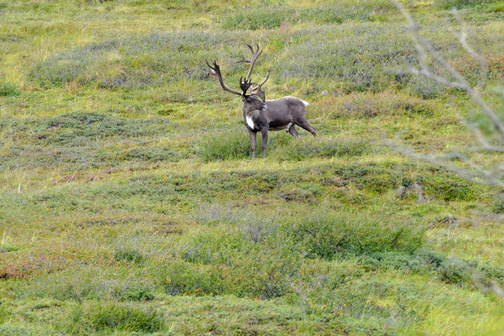 Caribou in Alaska