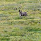 Caribou in Alaska