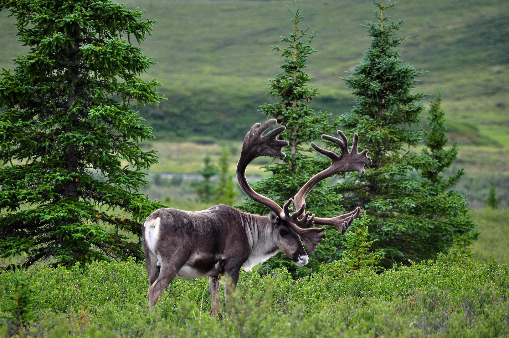 Caribou in Denali National Park