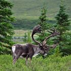 Caribou in Denali National Park