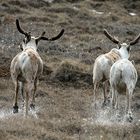 Caribous geben Gas