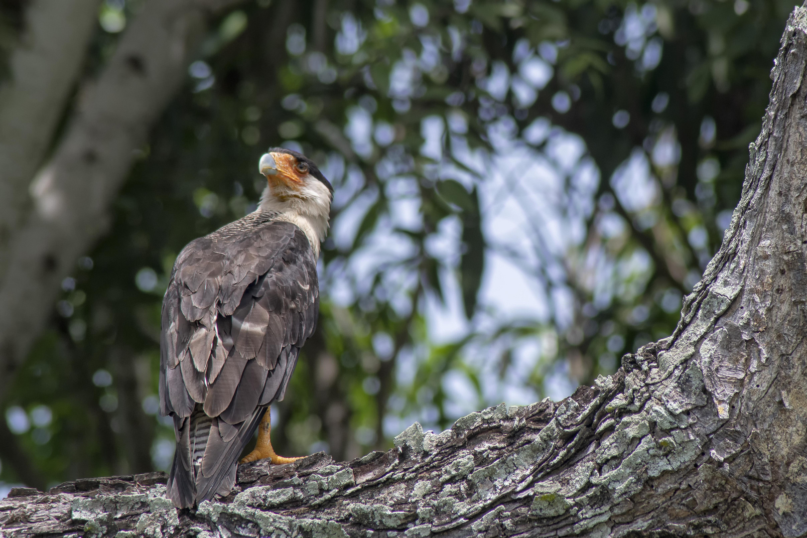 CARICARE (Caracara plancus)