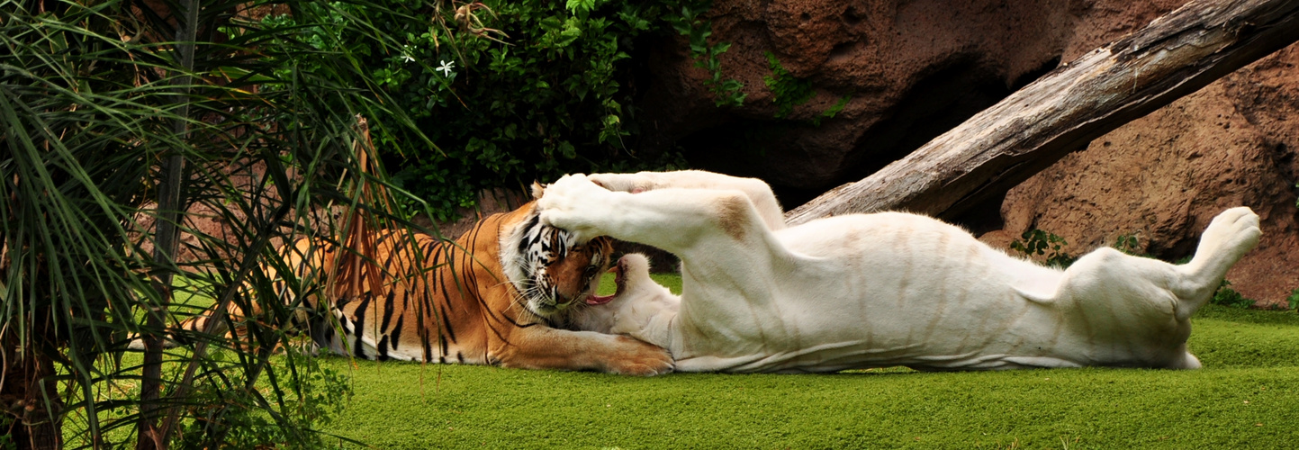 Caricia felina