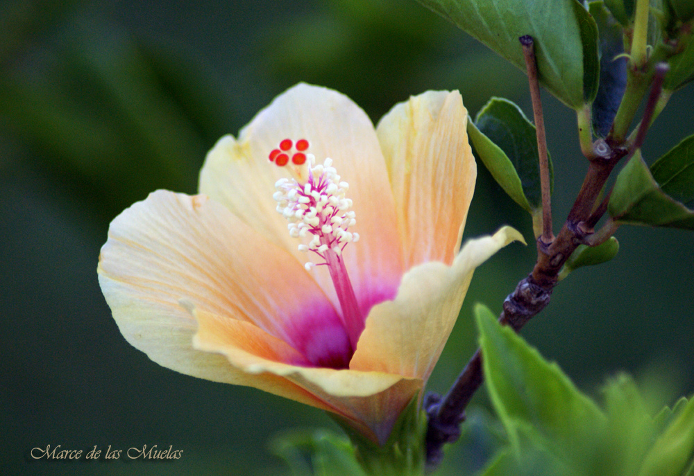 ...caricias amarillas...