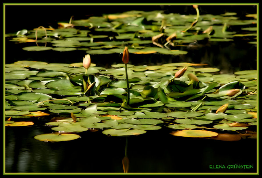 Caricias en el agua