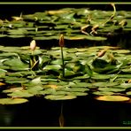 Caricias en el agua