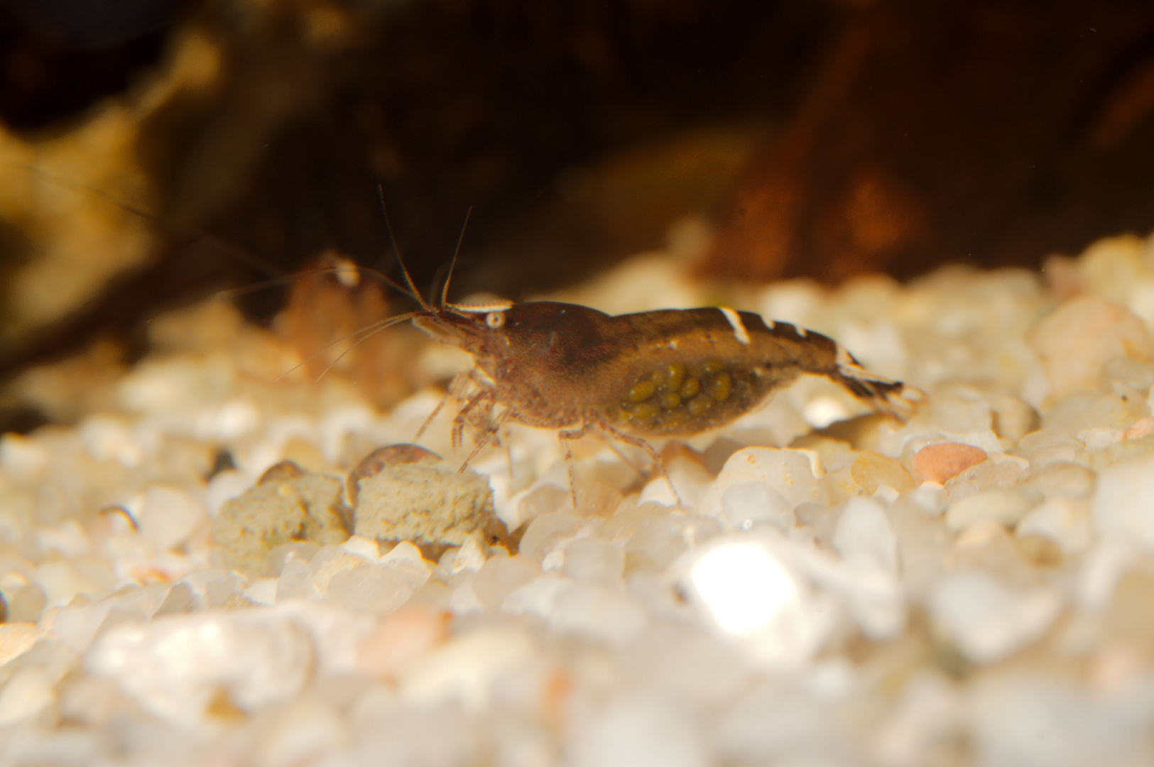 Caridina babaulti malaya