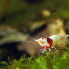 Caridina cantonensis aus der Akeabinosato Linie