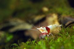 Caridina cantonensis aus der Akeabinosato Linie