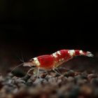 Caridina cf. cantonensis "Crystal Red' die 2te..