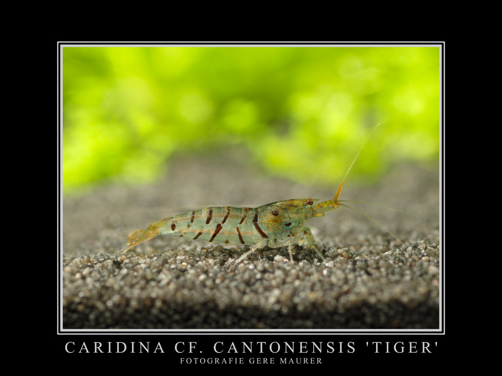 Caridina cf. Cantonensis 'Tiger'