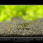 Caridina cf. Cantonensis 'Tiger'