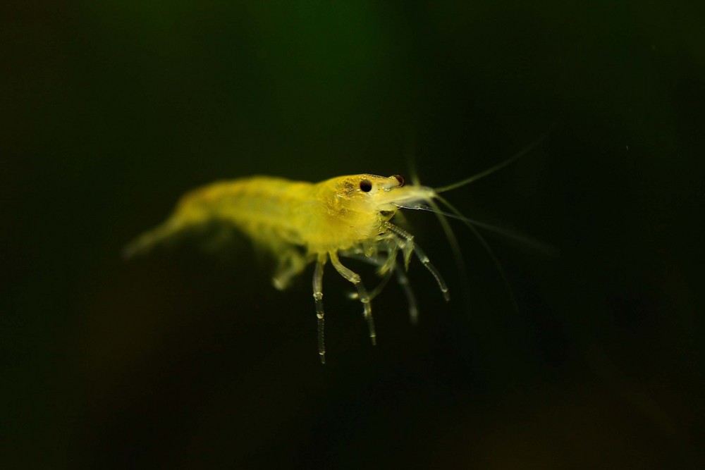 Caridina heteropoda beim Schwimmen