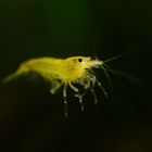 Caridina heteropoda beim Schwimmen