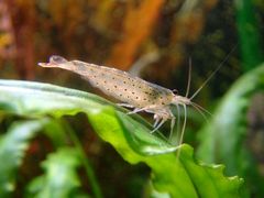 Caridina Japonica