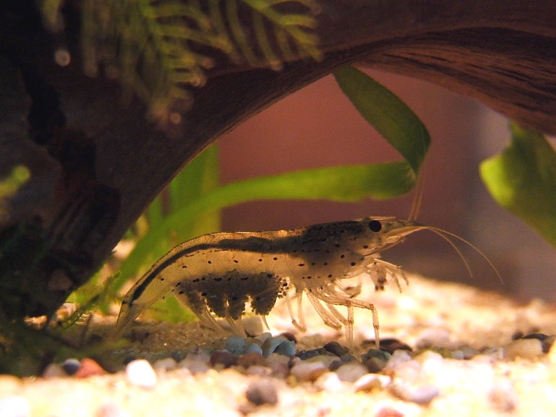 Caridina japonica