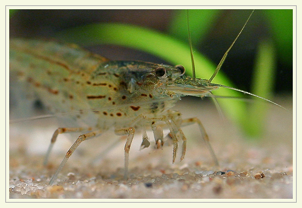 Caridina japonica