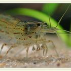 Caridina japonica