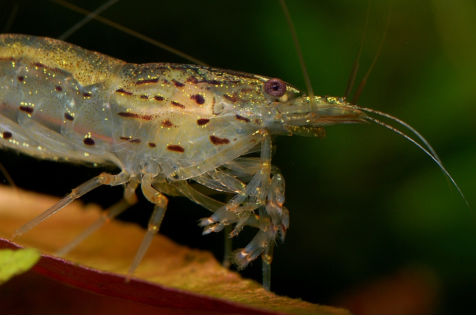 Caridina japonica