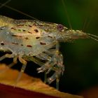 Caridina japonica