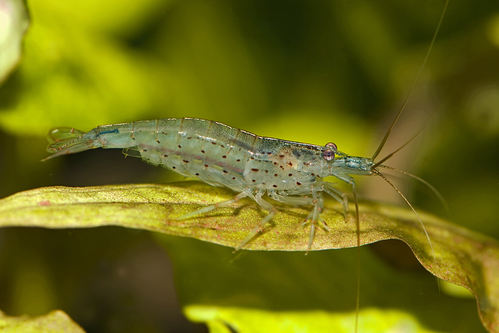 Caridina multidentata (Amanogarnele), Männchen ...