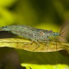 Caridina multidentata (Amanogarnele), Männchen ...