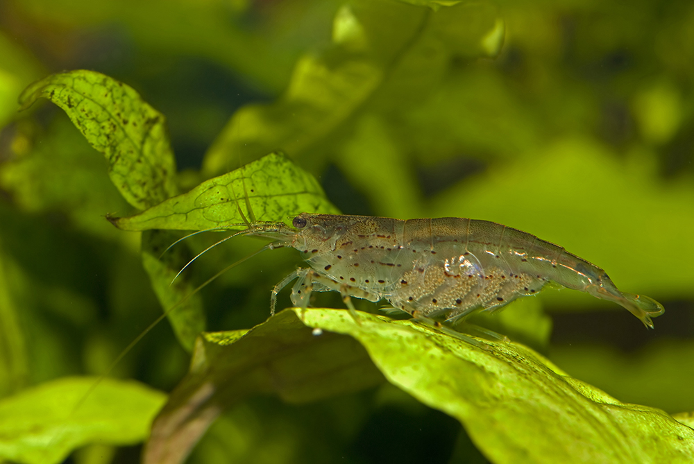 Caridina multidentata (Amanogarnele), Weibchen ...