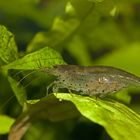 Caridina multidentata (Amanogarnele), Weibchen ...