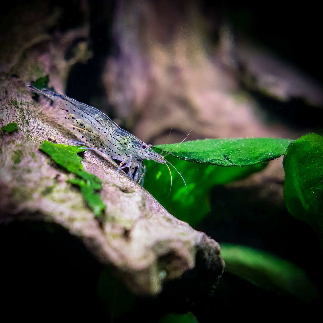 Caridina Multidentata - Garnelen Reinigungstrupp