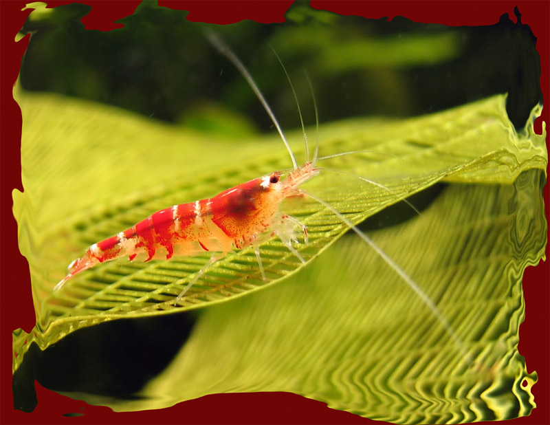 Caridina spec. Crystal Red