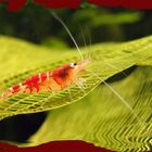 Caridina spec. Crystal Red