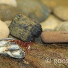 Caridina Striata