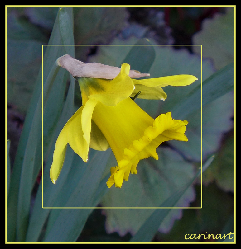 Carillon du printemps / Frühlingsgeläut