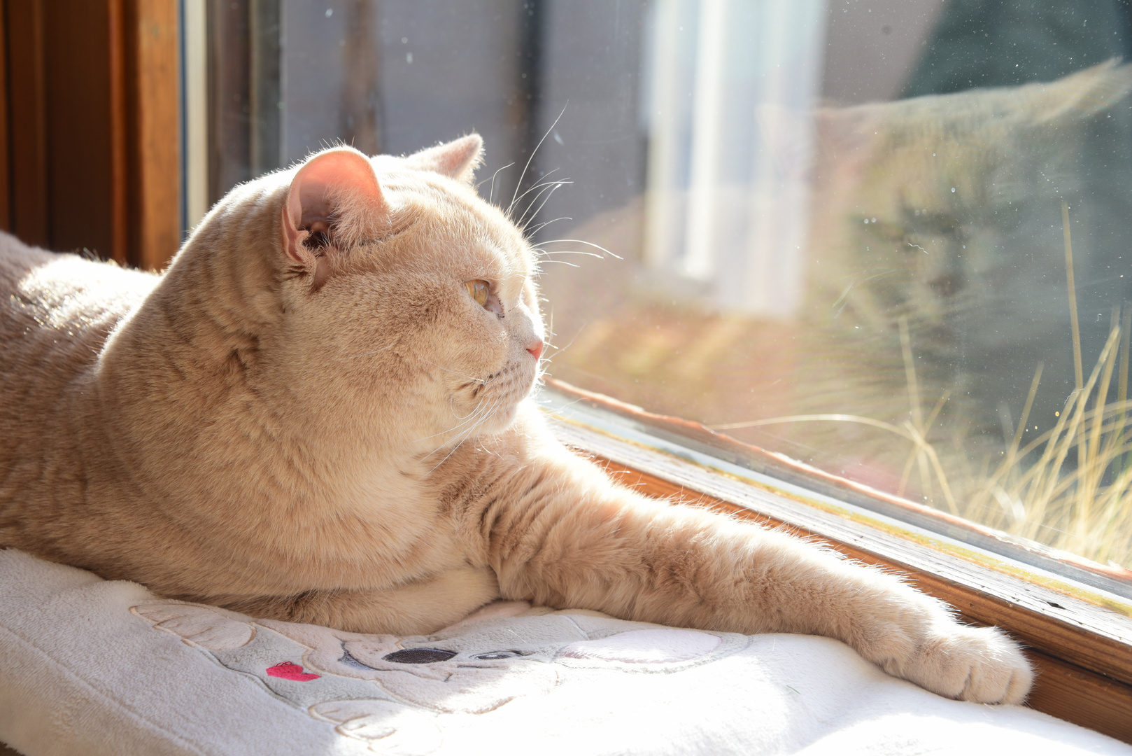 Carina am Fenster im Gegenlicht 4/4