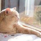 Carina am Fenster im Gegenlicht 4/4