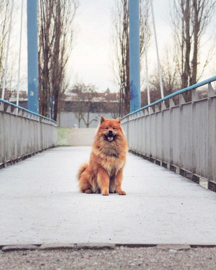 Carino auf der Brücke 